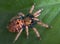 Baby Tarantula on leaf