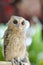 Baby Tawny Owl