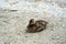 The baby teal sit and relax on the gravel at the beach
