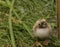 Baby Tern chick Farne Islands Northumbria UK