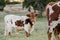 Baby Texas longhorn bull, Driftwood Texas