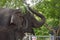 Baby Thai elephant begging mom for food