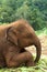 Baby Thai Elephants