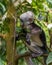 Baby Thomas langurs looks among the leaves (Bohorok, Indonesia)