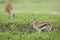 Baby Thompson`s gazelle standing in green bush in the rain in Ngorongoro Crater in Tanzania