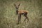 Baby Thomson gazelle in grass eyeing camera