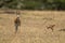 Baby Thomson gazelle watches mother eyeing camera