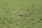 Baby thomson`s gazelle in the african savannah.