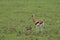 Baby thomson`s gazelle and its mom in the african savannah.