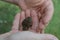 A baby toad in a little boys hand