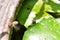 Baby toad, Young common small frog sitting on green leaf