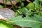 Baby toad, Young common small frog sitting on green leaf