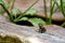 Baby toad, Young common small frog sitting on green leaf, Frogs eat insects and control the natural.