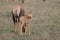 Baby topi and its mom in the african savannah.