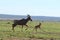 Baby topi and its mom running in the african savannah.