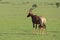 Baby topi nursing from its mom, in the african savannah.