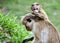 Baby toque macaque looking over mother`s shoulder