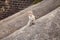 Baby Toque Macaque on a rock