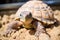 a baby tortoise emerging from its egg