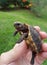 Baby tortoise, morrocoy