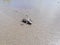 Baby tourtle on the beach. Costa Rica eco tourism.