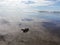 Baby tourtle. beach. Costa Rica. Landscape