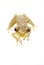 Baby Tree Frog 09-01