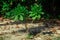 Baby tree sprout in the tropical park at Landhoo island at Noonu atoll