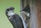 Baby Tree Swallow With Mother