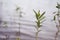 Baby trees growing up in water of river