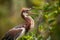 Baby Tricolored heron bird Egretta tricolor in a tree