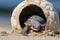 baby turtle climbing out of nest, with its shell still moist