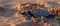 Baby Turtle Emerging From Sand