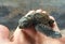 Baby turtle hatched from egg. Small sea turtle born in sanctuary.