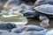 baby turtle hopping over rocks to reach the ocean