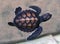 Baby turtle marine animal Top view Underwater