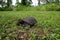 Baby turtle out for a walk