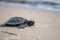 baby turtle scurrying across sandy beach, on its way to the ocean