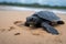 baby turtle scurrying across sandy beach, on its way to the ocean