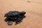 Baby turtle sea turtles on the beaches of Sri Lanka