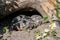 Baby Turtle Testudo Marginata european landturtle family two hiding wooden cave closeup wildlife