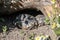 Baby Turtle Testudo Marginata european landturtle family two hiding wooden cave closeup wildlife