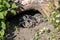 Baby Turtle Testudo Marginata european landturtle family two hiding wooden cave closeup wildlife