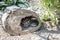 Baby Turtle Testudo Marginata european landturtle family two hiding wooden cave closeup wildlife