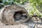 Baby Turtle Testudo Marginata european landturtle family two hiding wooden cave closeup wildlife