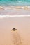 Baby turtle walking to the ocean