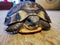 Baby turtle walking on wood closeup