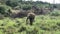 A baby tusker elephant in Minneriya National Park, Dambulla in Sri Lanka.