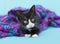 Baby Tuxedo Kitten laying on blue and purple blanket, blue background
