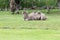 Baby two-humped camel - Camelus bactrianus with grey brown fur looking up in Zoo Cologne